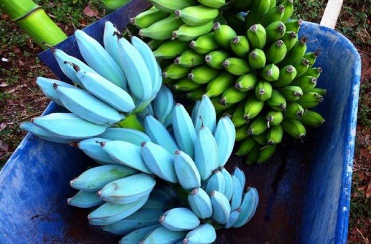 Blue Java Banana. (reddit.com)